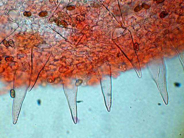 Psathyrella  spintrigeroides      P.D.Orton